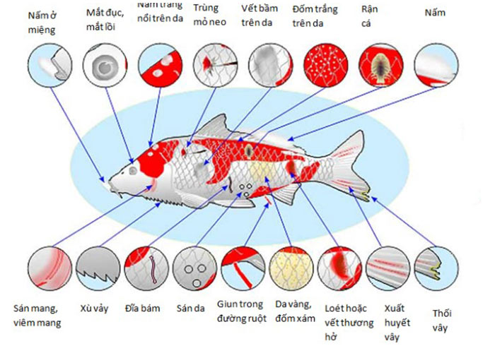 Các loại bệnh phổ biến khi nuôi cá koi