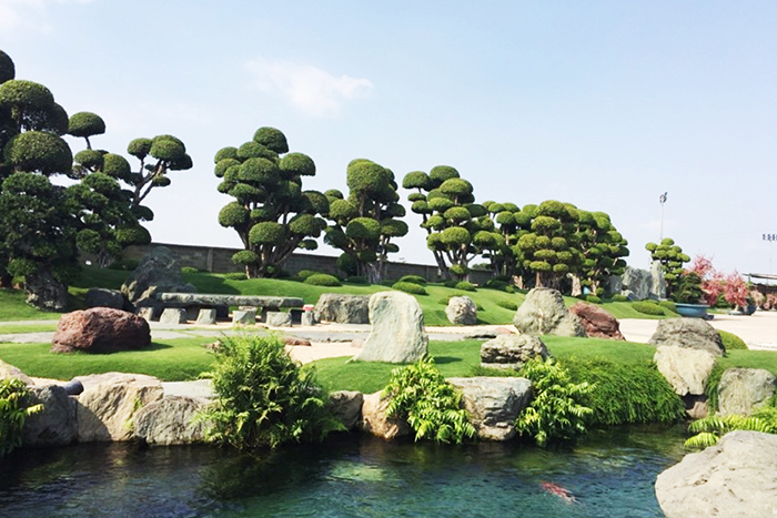 cay bonsai trong cong vien ca koi rin rin park