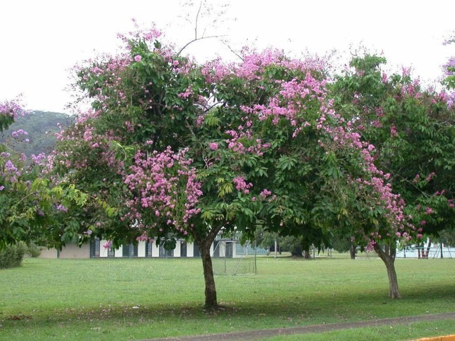 Cây bằng lăng mang đến may mắn và tài lộc