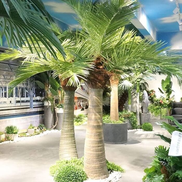 Cây dừa cảnh trang trí sân vườn