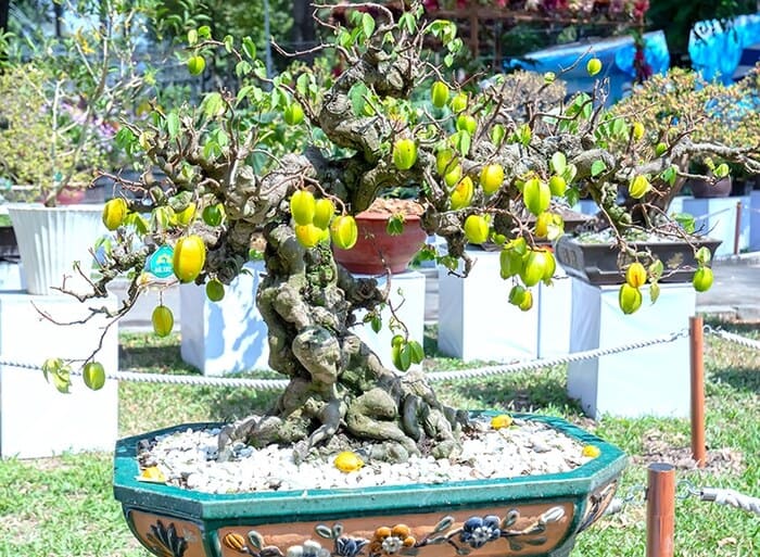 Cây khế cảnh trĩu quả sẽ là điểm nhấn tuyệt vời cho khu vườn của bạn