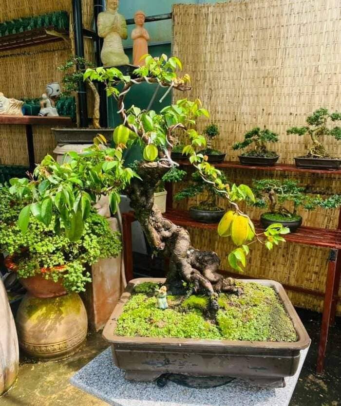 Khế bonsai là trào lưu rất được ưa chuộng, cây có sứng sống dẻo dai, dễ uốn nắn