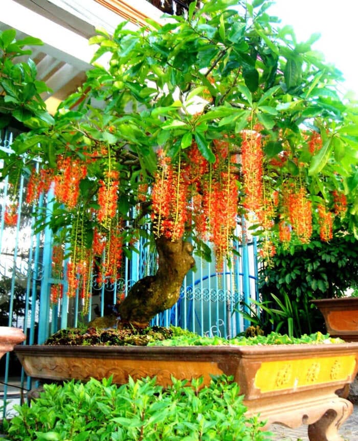 Không chỉ có sức sống bền bỉ mà lộc vừng khi ra hoa cũng rất đẹp