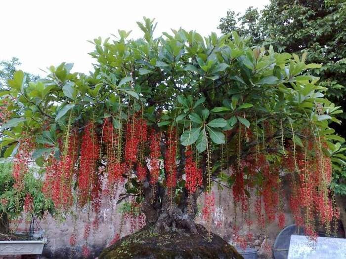 Lộc vừng đúng như cái tên của nó tượng trưng cho tài lộc và giàu sang trong phong thủy