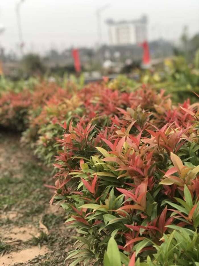 Cây hồng lộc nổi bật với màu lá đỏ đúng như cái tên "hồng lộc"