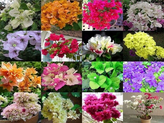 Hoa giấy trồng sân vườn với đủ các loại giống màu sắc khác nhau