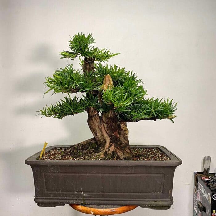 Cây bon sai la hán tùng phù hợp bố trí tiểu cảnh sân vườn