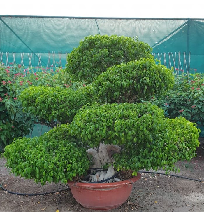 Cây sanh trồng sân vườn với các tán lá xum xuê