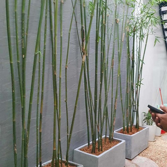 Mẫu trúc cần câu được bố trí trong khuôn viên sân vườn hiện đại