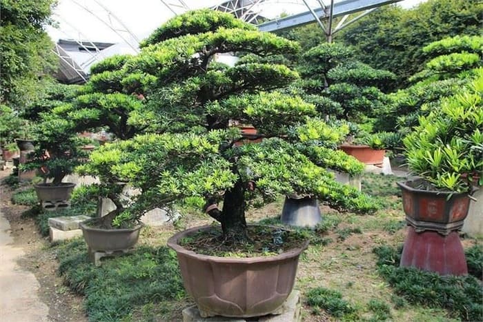 Cây tùng la hán trưởng thành với thế xuy phong kiên cường bất khuất