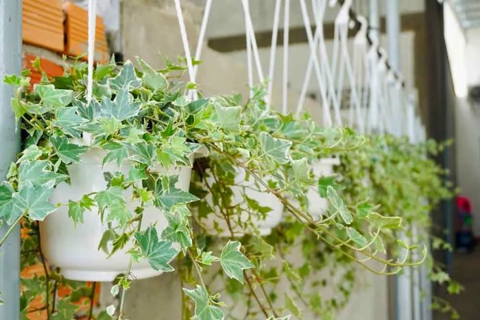 Cây thường xuân được ưa chuộng vì khả năng phối hợp tốt với các tiểu cảnh khác